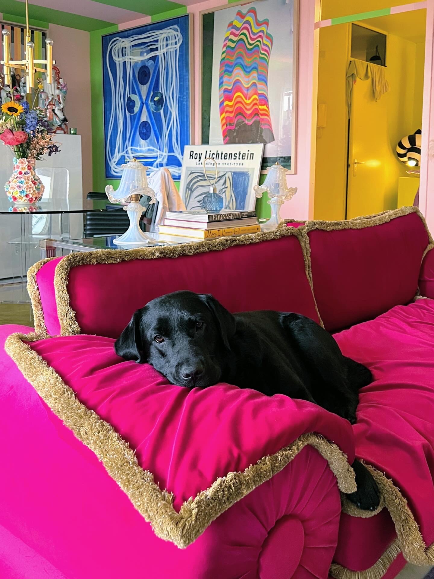 Penny de labrador in de meest unieke interieurwinkel van Rotterdam